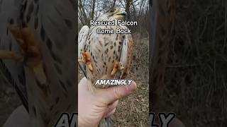 Rescued Falcon Returns to Thank Its Rescuer  Wild Animals [upl. by Ullund]