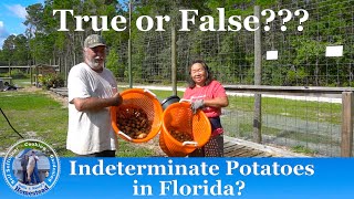 The Sad Truth on Indeterminate Potatoes in Florida [upl. by Lamoree]