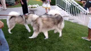 Alaskan Malamute vs Siberian Husky  Ululati a New York [upl. by Sommers]