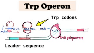 Tryptophan Trp Operon a repressible operon  UGG codons in E coli amp TRAP protein in B subtilis [upl. by Kingston193]