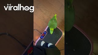 Parrot Steps on Vibration Plate  ViralHog [upl. by Nyret952]