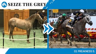 2024 G1 Preakness S winner SEIZE THE GREY at The Saratoga Sale [upl. by Steck139]