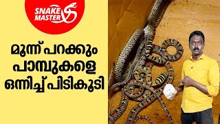 മൂന്ന് പറക്കും പാമ്പുകളെ ഒന്നിച്ച് പിടികൂടി  Vava Suresh  Snakemaster EP 996 [upl. by Yrannav]