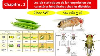 Les lois statistiques de la transmission des caractères chez les diploïdes 2 Bac svt شرح بالداريجة [upl. by Martell]