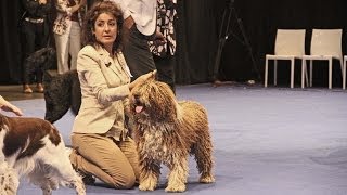 El Perro de Agua Español Fary the Sourannya BOB Europea DOG Show 2013 [upl. by Haikezeh974]