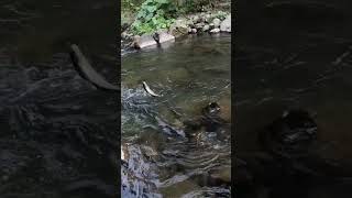 Fly fishing a section of the McCloud River and catching a rainbow trout flyfishing rainbowtrout [upl. by Eugnimod]