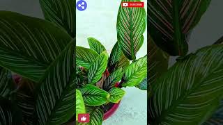 How to care Calathea plant Calathea plant naturalenvironment331 [upl. by Arahsak822]