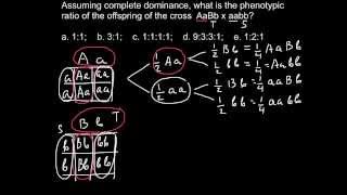 How to find phenotypes ratios as a result of dihybryd cross [upl. by Felicity284]