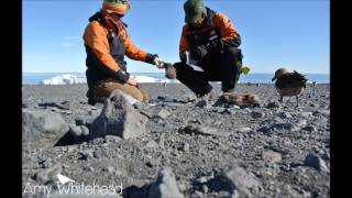 Adélie penguin for lunch [upl. by Oiciruam]