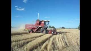 cosechadora vassalli 910 cosechando trigo harvest [upl. by Hgierb]