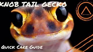 Knob Tail Gecko Quick Care Guide [upl. by Joletta]