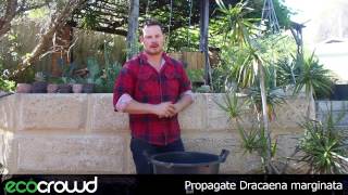 How to Propagate Dracaena marginata [upl. by Nelyk]