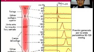 Fisiología del aparato digestivo Esófago [upl. by Arbas]