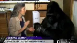 Scientists Successfully Teach Gorilla It Will Die Someday [upl. by Velasco]