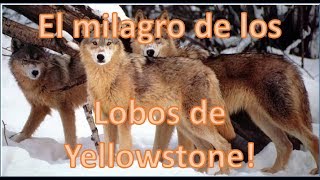 EL MILAGRO DE LOS LOBOS DE YELLOWSTONE  yeah [upl. by Bullivant]