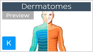 Dermatomes made easy preview  Human Anatomy  Kenhub [upl. by Saree]