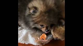 🌟 All About Dochlaggie Pomeranian Puppies 🐾 [upl. by Anisor]