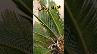 Cycas plant growth funny comedy outdoorplants gardening youtubeshort 🪴🪴 [upl. by Ubald212]