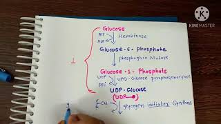 glycogenesis।। ग्लाइकोजेन का बनना।। in Hindi amp English [upl. by Olodort]