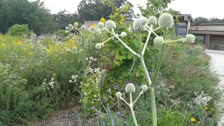 Rattlesnake Master Plant Profile [upl. by Jonas]