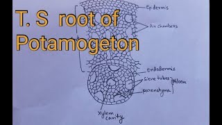 TS root of potamogeton practical diagram botany [upl. by Nairot]