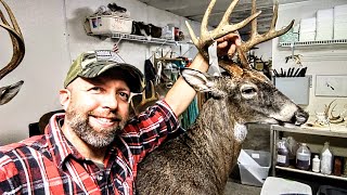 HOW TO MOUNT A DEER HEAD FOR BEGINNERS SUPER EASY WHITETAIL TAXIDERMY [upl. by Dicks208]