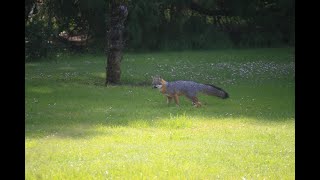 Gray fox yelp [upl. by Larual367]