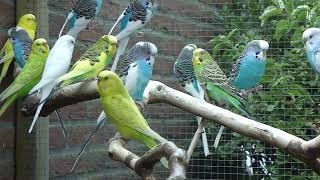 10 Minuten Parkieten geluiden – Parakeet sounds – Lovebird sounds – Budgerigar sounds – Bird sounds [upl. by Aierdna]