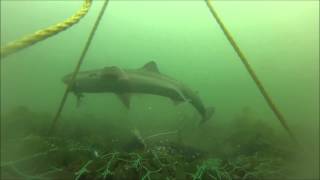 Spiny Dogfish Underwater Footage [upl. by Bozovich]