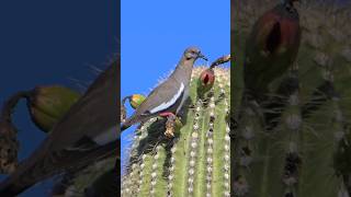 Dove feeds on 75 yo Saguaro Cactus dove saguaro cactus desert desertlife animallover birds [upl. by Anadroj]