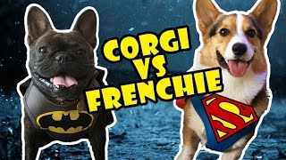 CORGI vs FRENCH BULLDOG BATMAN vs SUPERMAN [upl. by Ytsrik830]