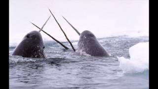 Why are there no narwhals in captivity [upl. by Shaver]