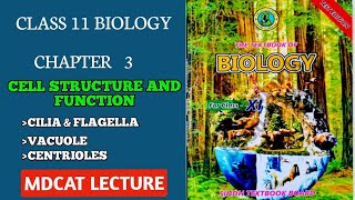 CENTRIOLES  STRUCTURE OF CENTRIOLE  CLASS 11 NEW SINDH BIOLOGY MDCAT [upl. by Lolande]