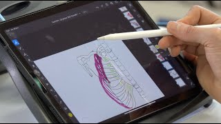 Myologie de lépaule muscles cranio cervico thoraco scapulaires [upl. by Nicolis]