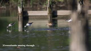 Blacktailed Godwit Came [upl. by Aved382]