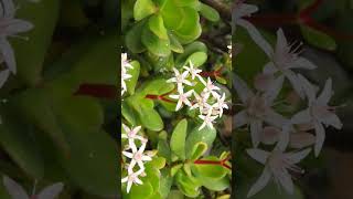 Jade Plant Crassula ovata  Observed in Description [upl. by Carol-Jean]