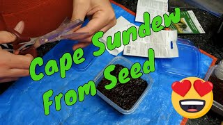 Planting Drosera Capensis from seed  planting to Sprouting [upl. by Gnidleif]