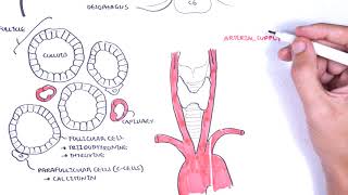 Thyroid Gland Anatomy  embryology blood supply venous drainage innervation histology [upl. by Lechner]