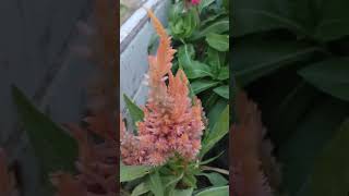 Celosia cristatagardenflowers gardening garden flowers nature [upl. by Meraree312]