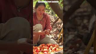 Harvesting Fruit Cashew [upl. by Henrique]