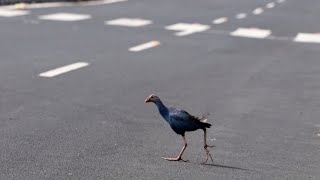 Purple Moorhen crossing Road 🦤  Swamp birds with names  Relaxing Nature videos  Wetland birds [upl. by Euqinaj]