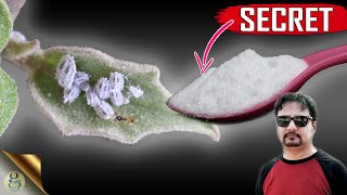 SECRET BAKING SODA HACK  The Most Powerful Organic Pesticide Mixture [upl. by Kennard586]