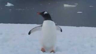 Gentoo Penguin Walking [upl. by Aihk]