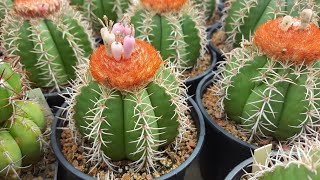 Melocactus matanzanus [upl. by Hakaber894]