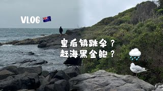 vlog🇳🇿皇后镇跳伞｜布拉夫黑金鲍和海豚一起游泳  房车｜环岛路线｜蜜月旅行｜ [upl. by Wolram]