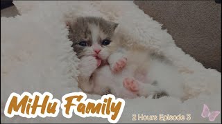 Cats Diary 2 hours ver quotEpisode 3quot ｜Daily Records Chill Music Background Work Cat Videos Cat [upl. by Helmut]