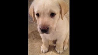 Yellow Lab Puppy from 8 weeks to 1 year [upl. by Peregrine525]