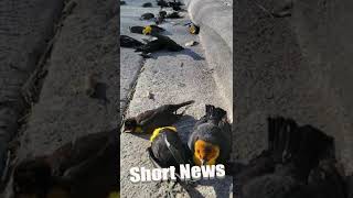 Mystery As Hundreds Of Blackbirds Fall From Sky Over Mexican City [upl. by Engelhart]