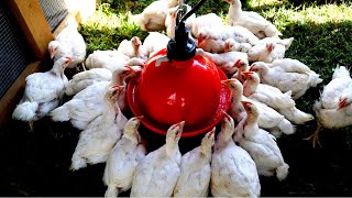 The Best Chicken Waterer  Plasson Broiler Drinker Unboxing and Setup [upl. by Dafodil]