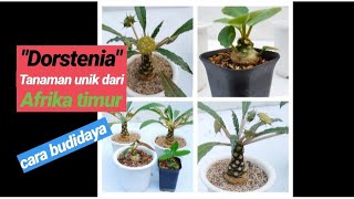 SUKULEN UNIK DARI AFRIKA UTARA DORSTENIA  Dorstenia reproduction [upl. by Omarr636]